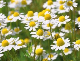 Usos i costums associats a les plantes a Andorra