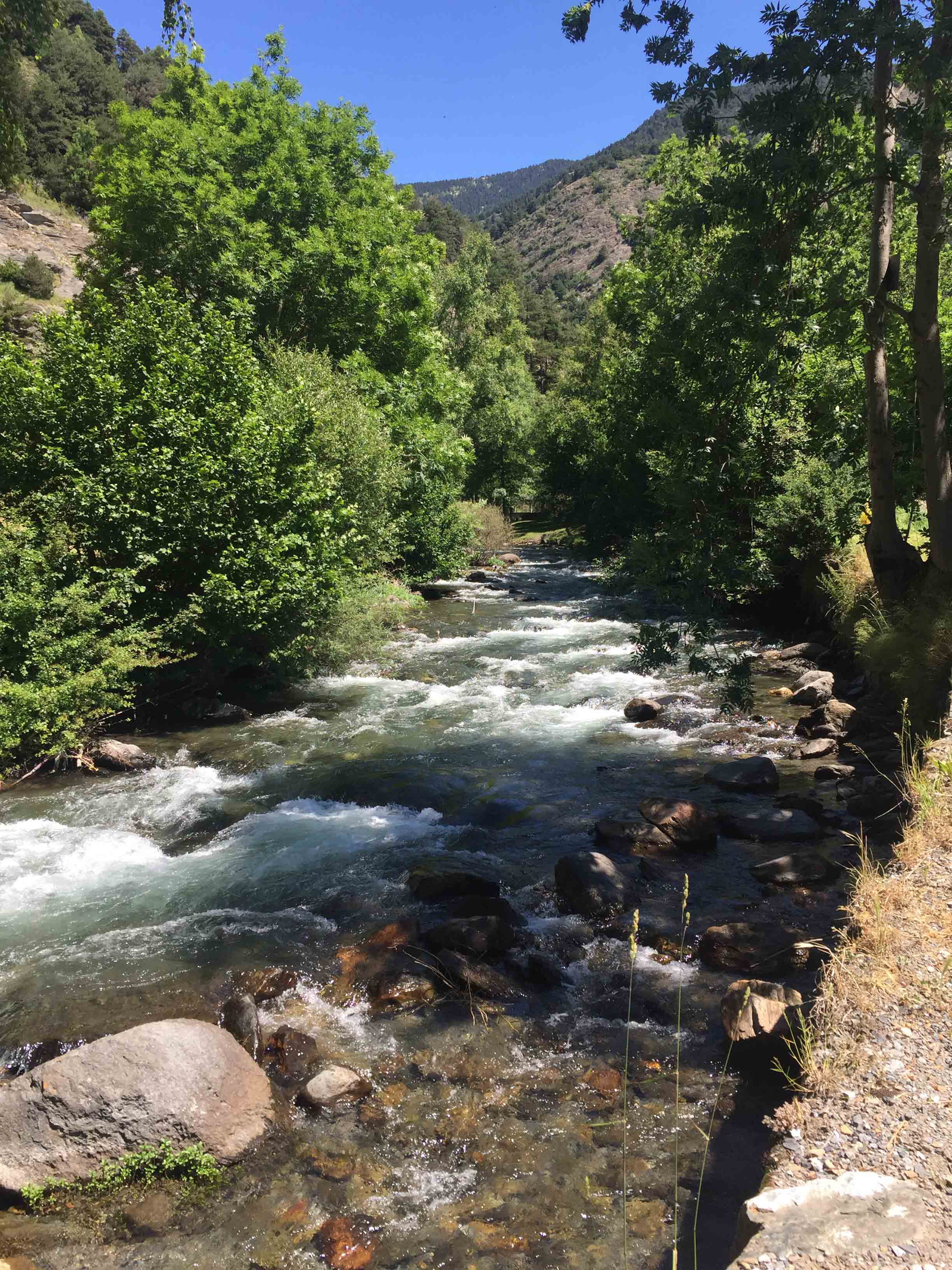 Els arbres d'Andorra 1 Els arbres d’Andorra