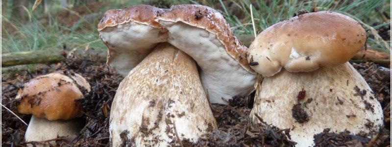 Introducció a l’ecologia dels fongs i els bolets