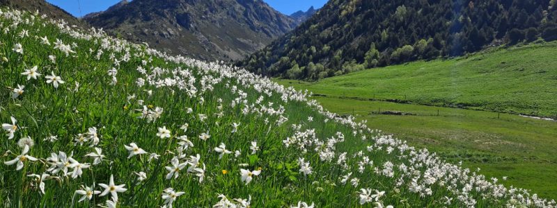 Rutes de senderisme guiades: Estany de les Abelletes