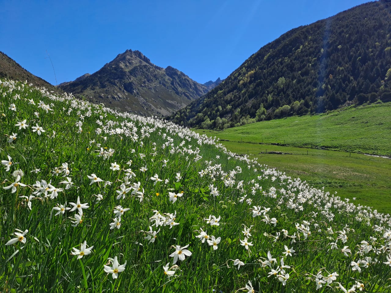 Rutes de senderisme guiades: Estany de les Abelletes 1 Rutes de senderisme guiades: Estany de les Abelletes