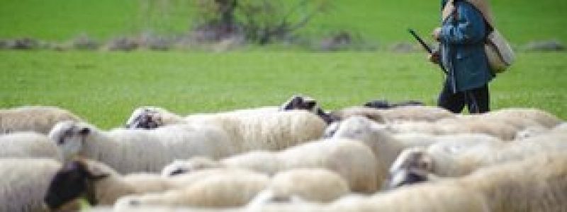 La transhumància, una pràctica ancestral molt viva